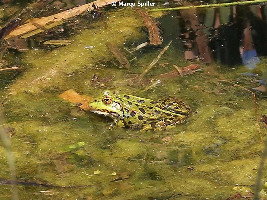 Rana leopardo? No, Pelophylax sp. (Milano)